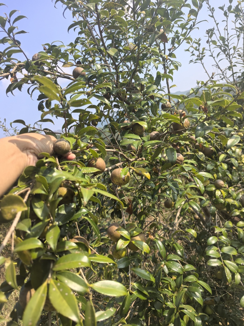 山茶油自有山茶籽茶山，农家传统工艺压榨烘焙保质保量