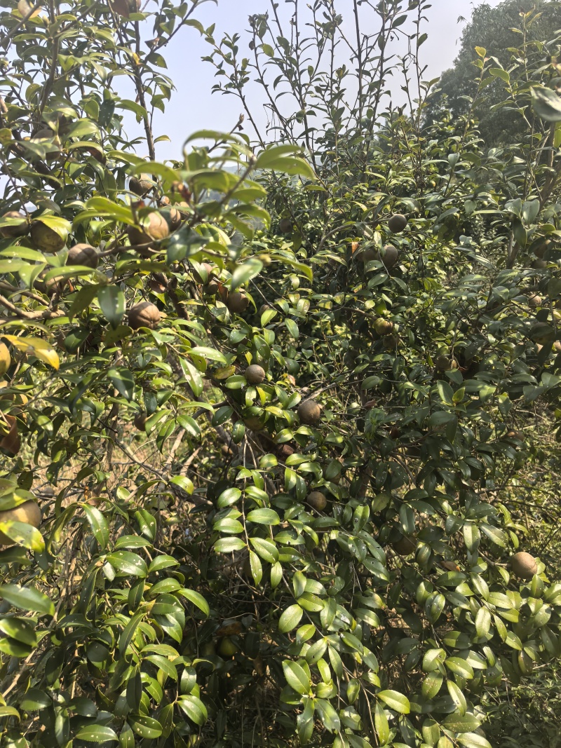 自有茶山，熟榨山茶油自有山茶籽茶山，农家传统工艺压榨烘焙