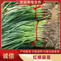 【红根蒜苗】产地看货支持视频看货货源充足欢迎来电订购