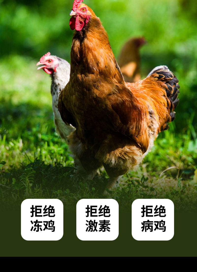 【鸡肉干】麻辣味五香味沙嗲味鸡肉条三种口味可选
