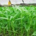 泰国柳叶空心菜种子柔嫩味美生长速度快抗病抗虫