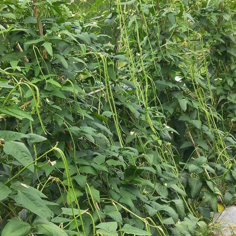 龙泉9号豆角种子高产小叶豇豆种子特长超嫩架豆王大棚大田