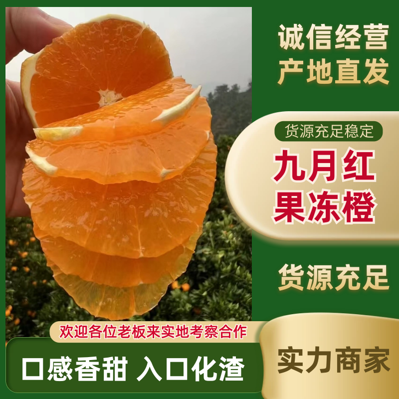 爱媛果冻橙九月红果冻橙对应电商社区团购商超各大市场