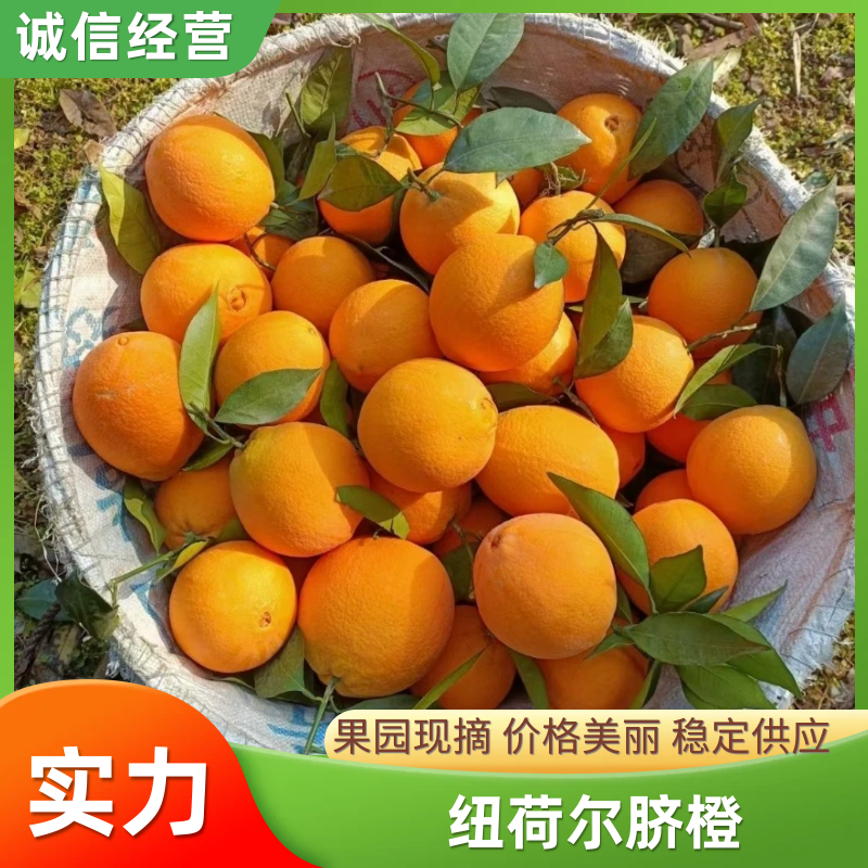 【优选】湖北纽荷尔脐橙农家货源皮薄汁多口感甜果园现发