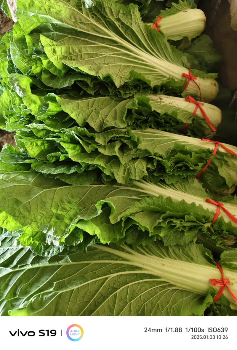 白菜叶大量有货保质保量产地直发欢迎来电沟通