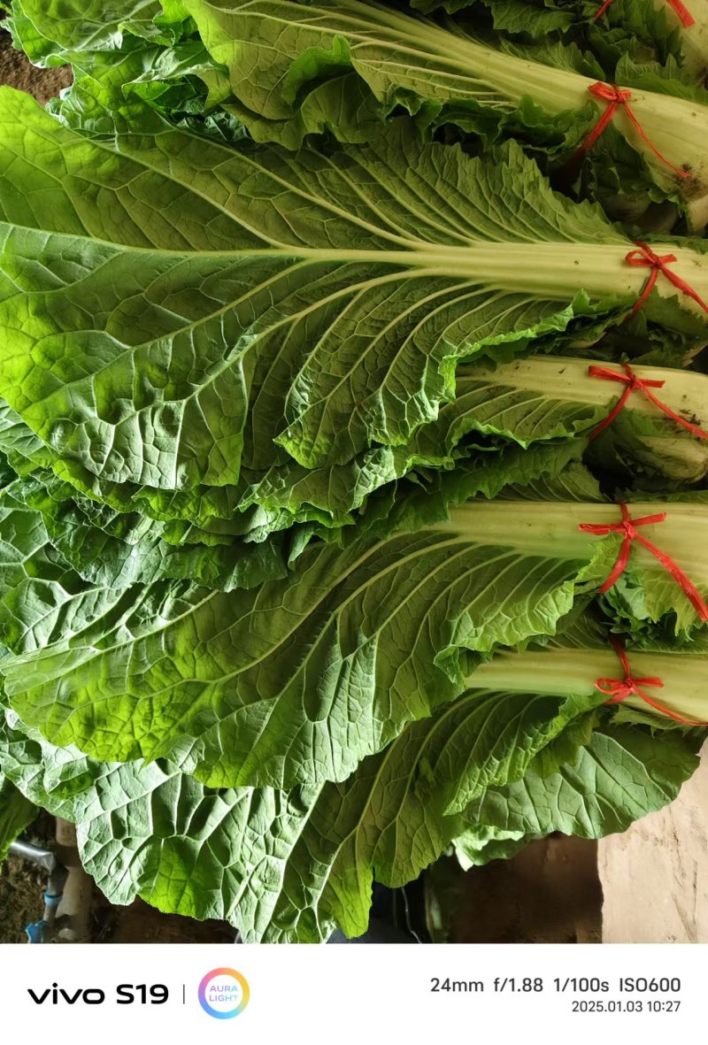 白菜叶大量有货保质保量产地直发欢迎来电沟通