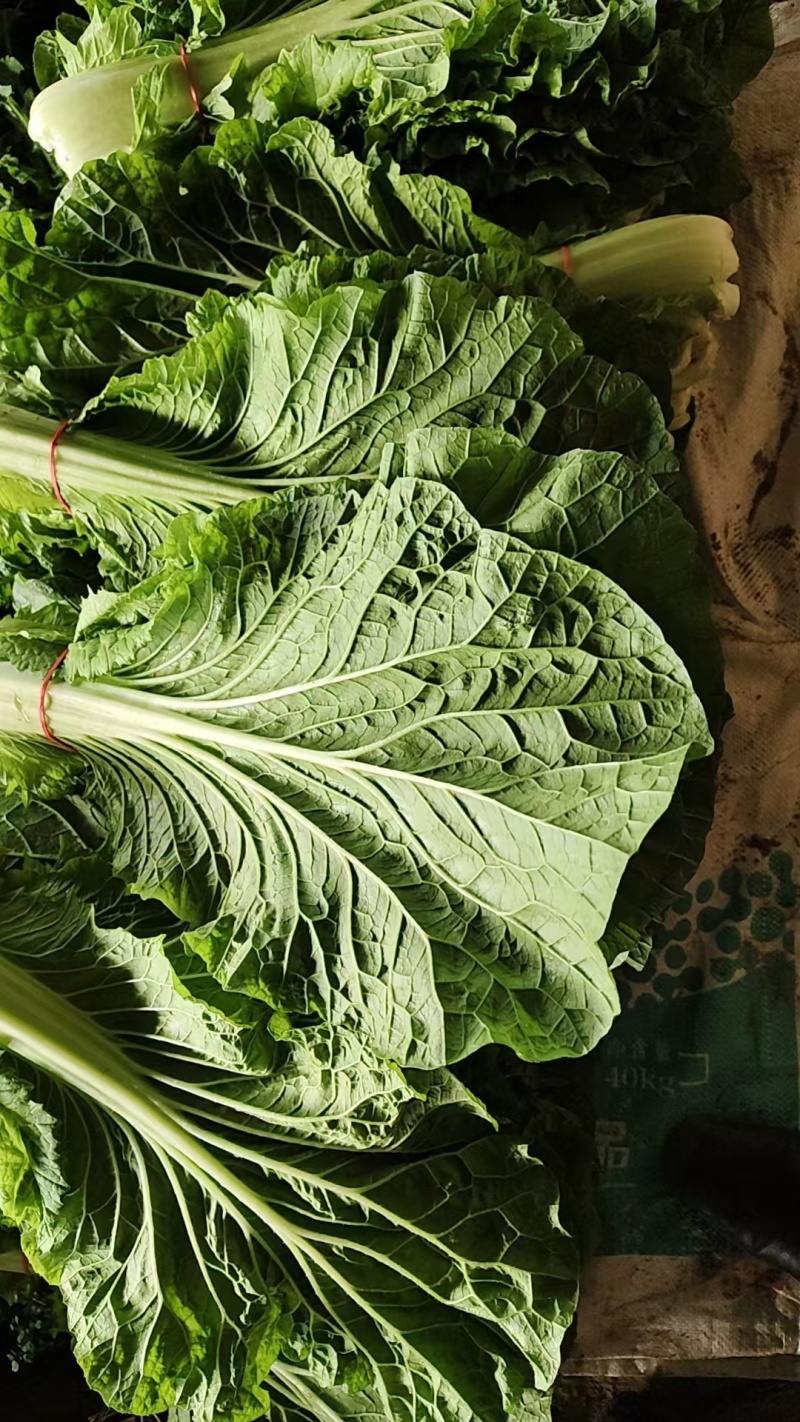 白菜叶大量有货保质保量产地直发欢迎来电沟通