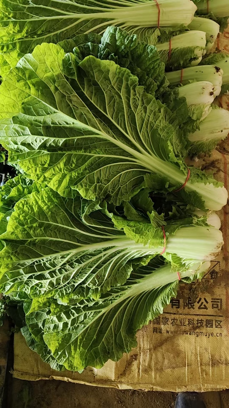 白菜叶大量有货保质保量产地直发欢迎来电沟通