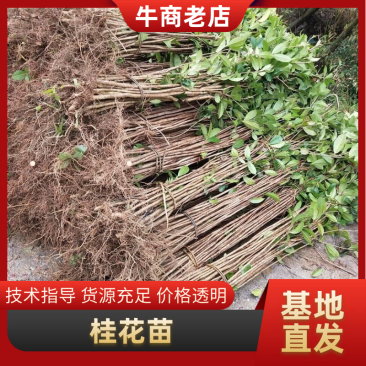 桂花苗金桂四季桂月桂丹桂朱砂桂浓香型四季开花苗场现挖现卖
