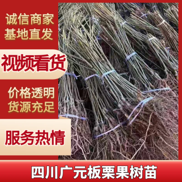 板栗果树苗大红袍毛板红节节红南北方种植基地直发现挖现卖