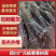 板栗果树苗大红袍毛板红节节红南北方种植基地直发现挖现卖