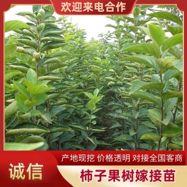 柿子果树嫁接苗特大无核柿甜柿磨盘柿南北方种植基地直发现挖