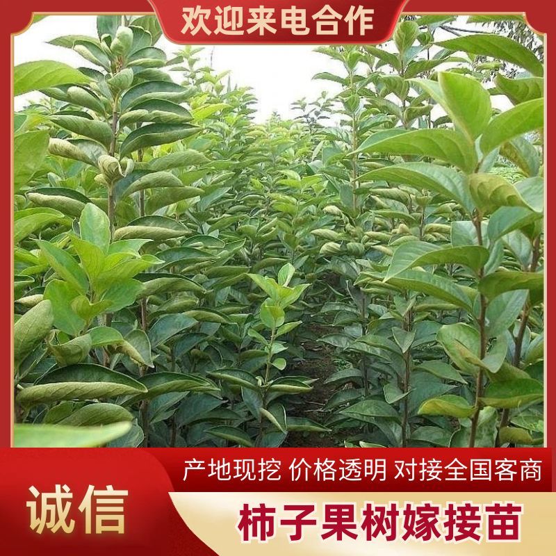 柿子果树嫁接苗特大无核柿甜柿磨盘柿南北方种植基地直发现挖