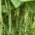 绿龙架豆王种子三扁扁豆种子无筋无柴实心耐老
