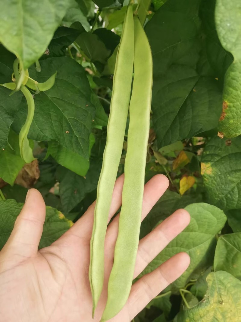 绿龙架豆王种子三扁扁豆种子无筋无柴实心耐老