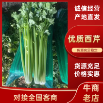 滑县皇后西芹温室大棚芹菜大中小规格齐全，质量有保障
