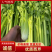 法国皇后大棚西芹翠绿无丝，口感清脆，诚信经营，一条龙服务