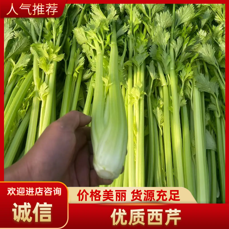 法国皇后大棚西芹翠绿无丝，口感清脆，诚信经营，一条龙服务