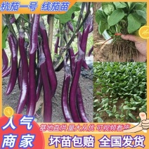 线茄苗杭茄一号，条长，艳丽，高产，抗病毒。包运费。