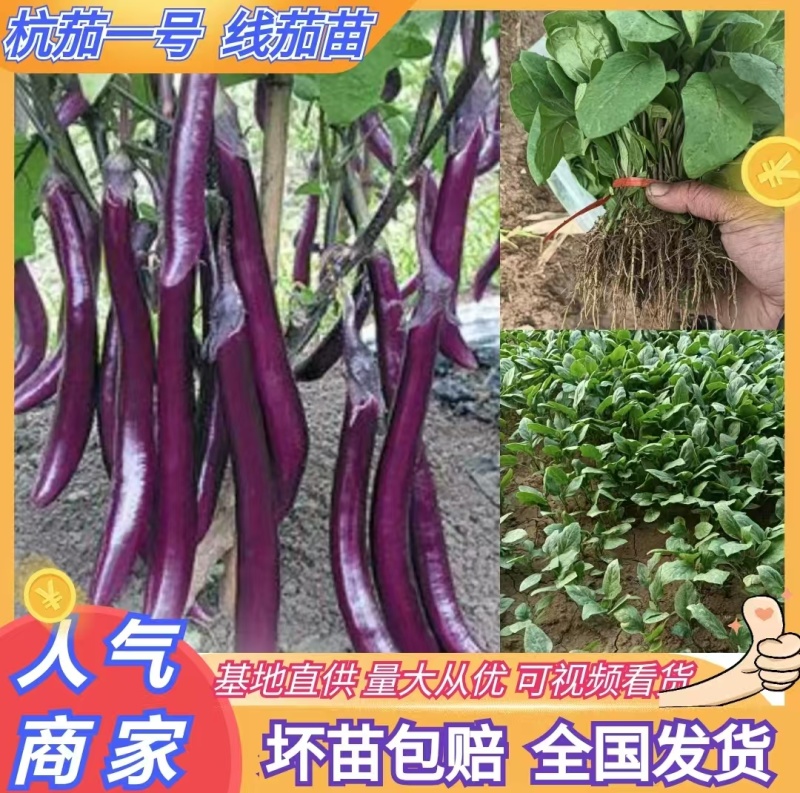 线茄苗杭茄一号，条长，艳丽，高产，抗病毒。包运费。