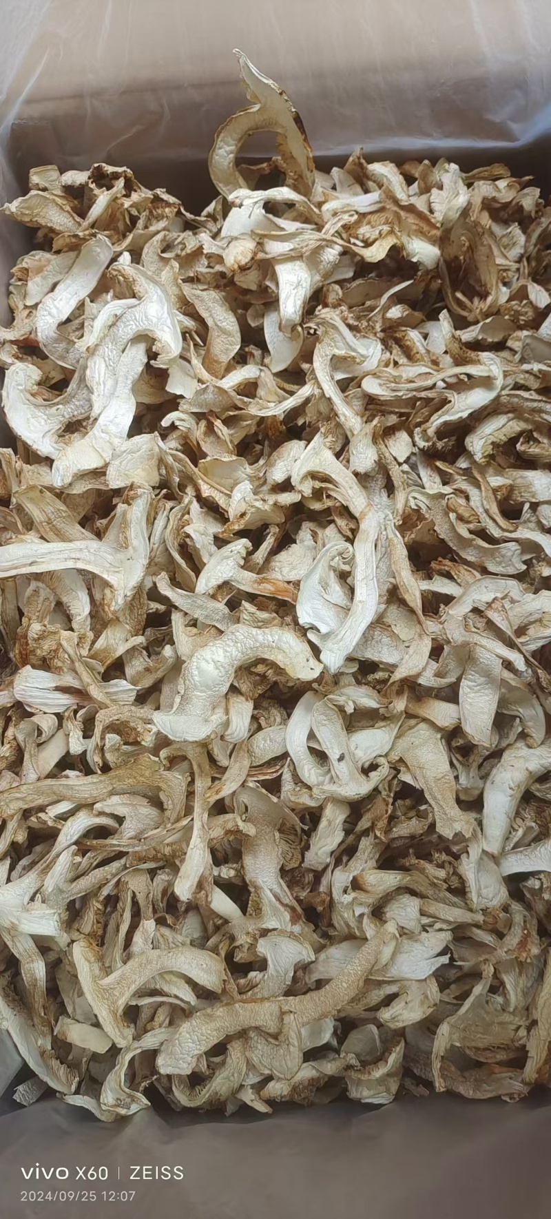 精品松茸西藏产地大量有货品质保证可视频看货