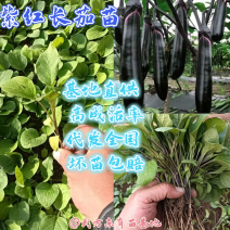 精品长茄苗紫红长茄苗品种纯正规格齐全货量大成活率高