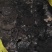 【种植】发酵牛粪，一手货源，品质保障，量大从优