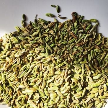 割茬小茴香品质保证大量有货一手资源产地直发