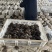 鲜平菇货源充足大量供应品质高货源充足