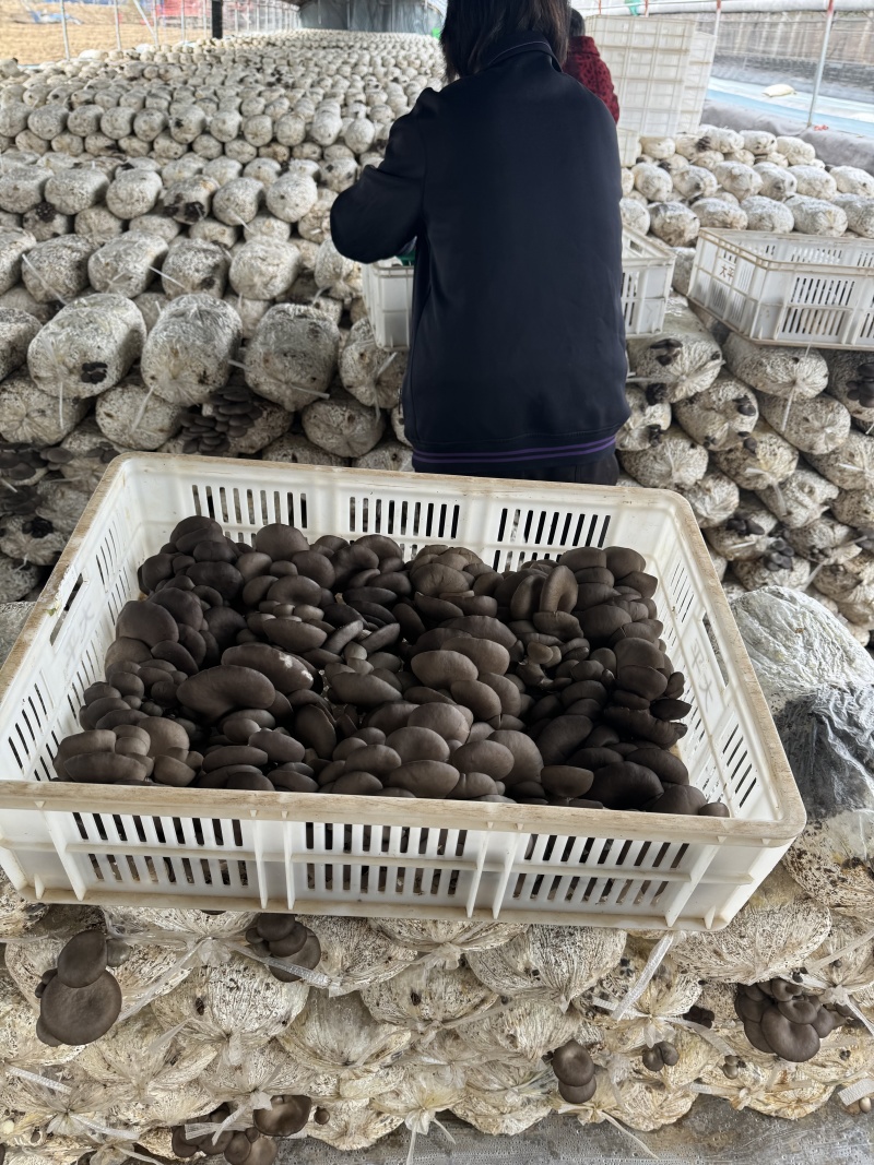 精选鲜平菇特优蘑菇肉厚质嫩基地直发量大从优