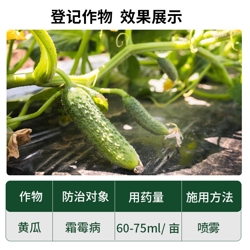 586.5克/升氟菌·霜霉威内吸性杀菌剂黄瓜霜霉病农药