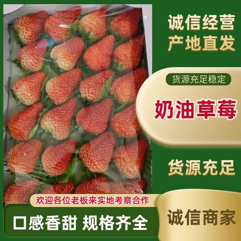 新丰一号，宝童，各种奶油草莓大量上市！需要的老板看齐了！