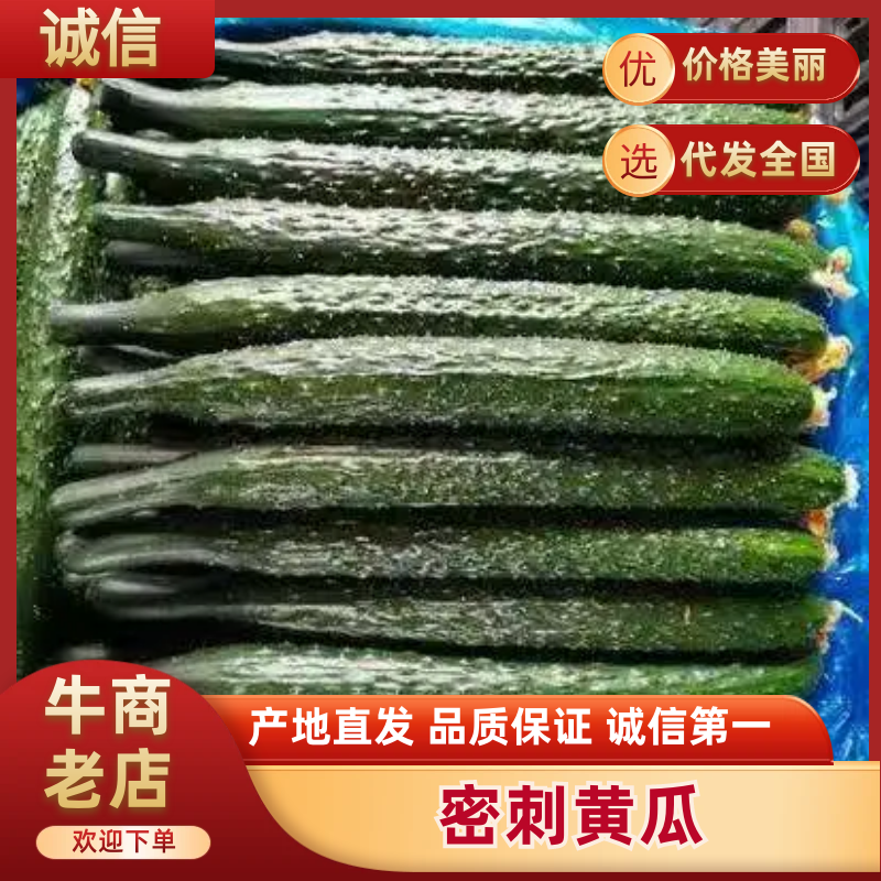 [热卖中]密刺黄瓜大量供货产地直发价格美丽品质上乘来电