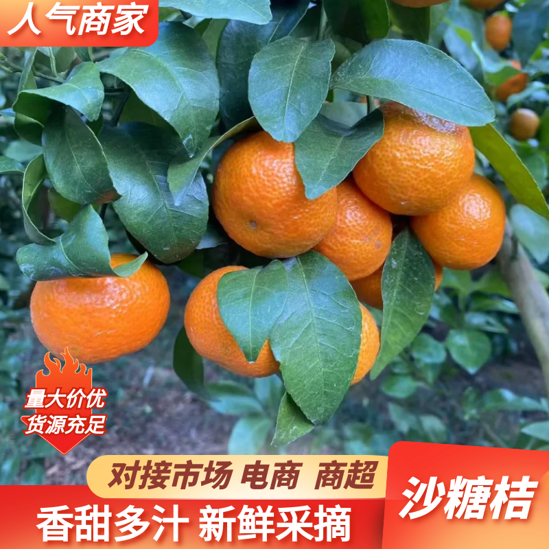 【沙糖橘】广西砂糖橘桔子现摘对接商超电商市场品质保证