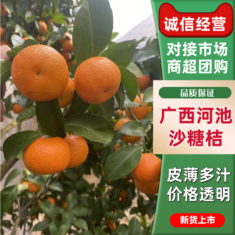 【沙糖橘】广西砂糖橘桔子现摘对接商超电商市场品质保证