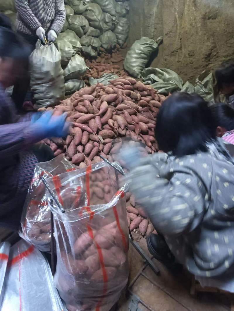 山东邹城济薯26板栗薯对接电商市场超市保质保量