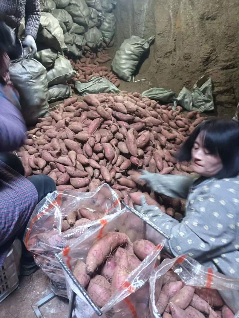 山东邹城济薯26板栗薯对接电商市场超市保质保量