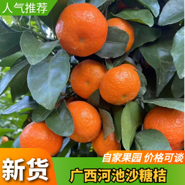 【沙糖橘】广西砂糖橘桔子现摘对接商超电商市场品质保证