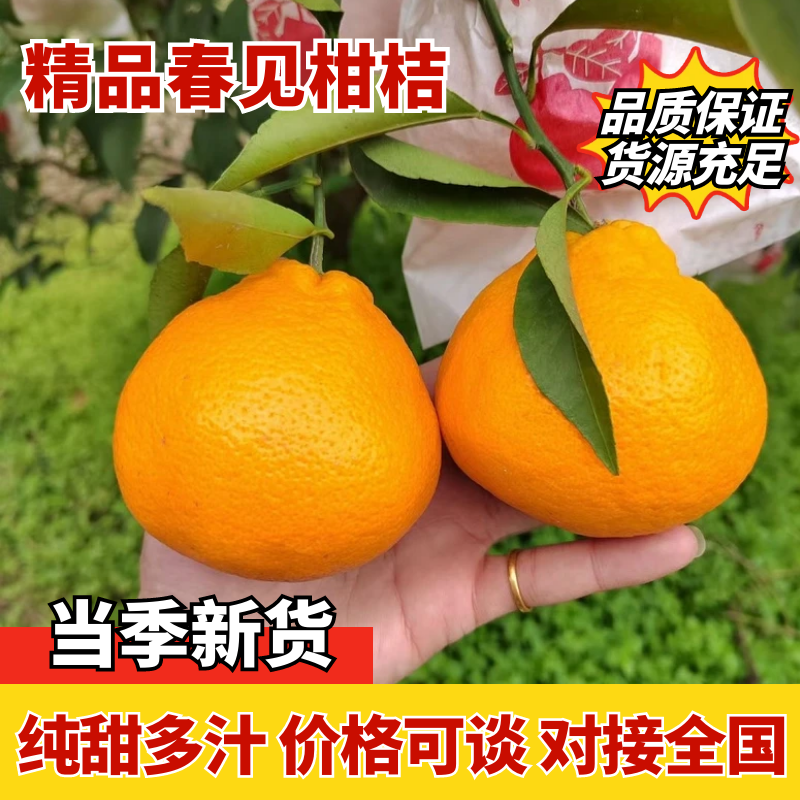 🥇四川春见耙耙柑，高次，小果，大炮果，通货