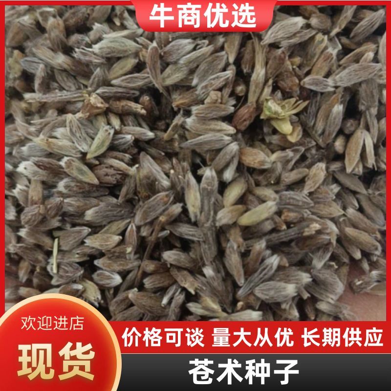 苍术种子朱砂点苍术种子毛苍术种子，5斤包邮，