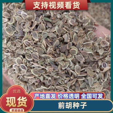 精品前胡种子大叶前胡子，5斤以上非边远地区包邮！