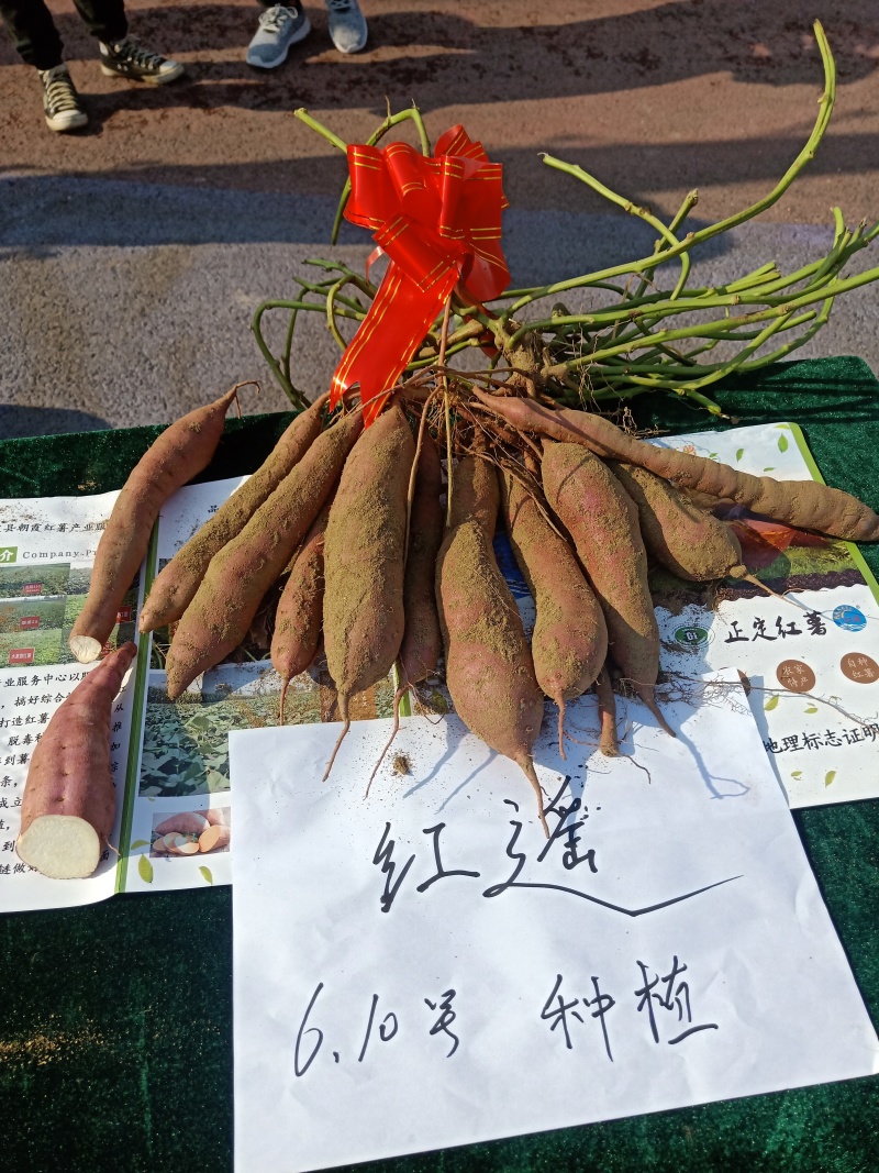【实力推荐】红薯白心红薯量大质优欢迎各大老板采购合作