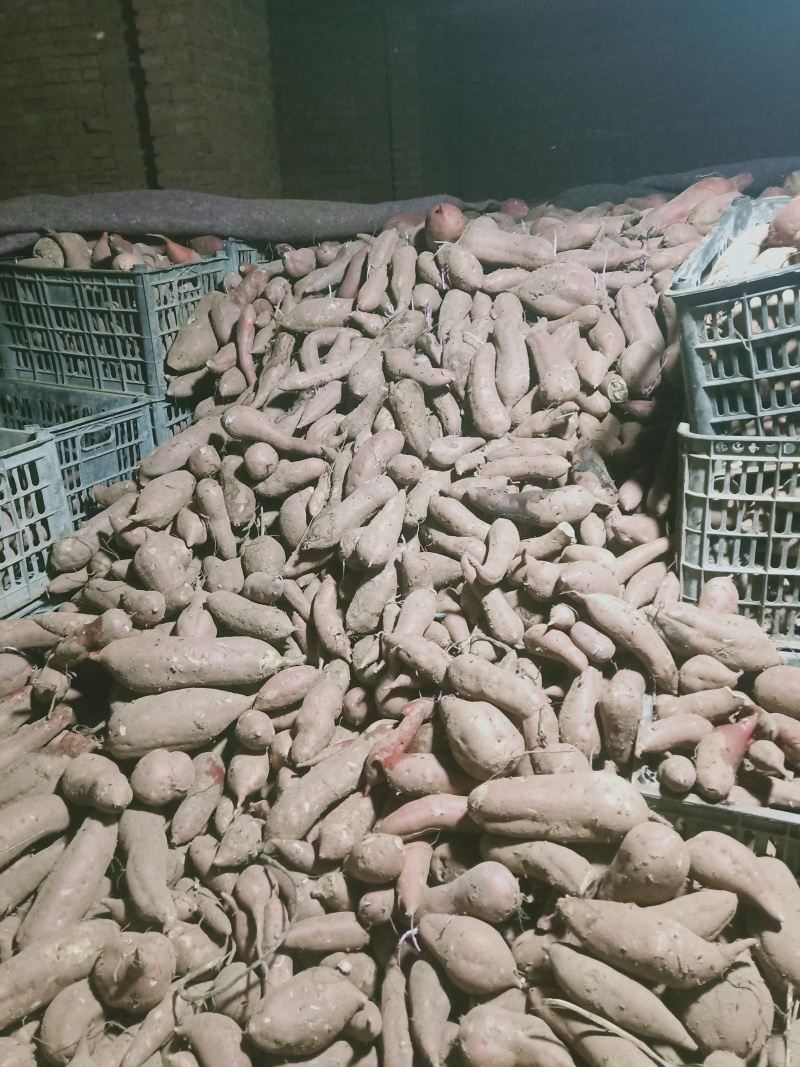 【实力推荐】红薯白心红薯量大质优欢迎各大老板采购合作