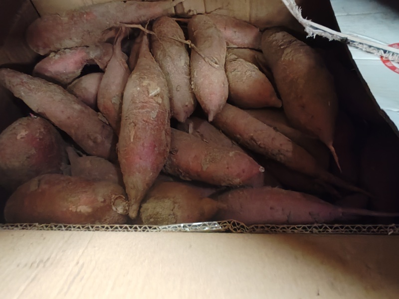 【实力推荐】红薯白心红薯量大质优欢迎各大老板采购合作