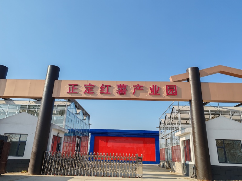 【实力推荐】红薯白心红薯量大质优欢迎各大老板采购合作