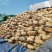 精品莲藕货源充足诚信经营量大从优质量保证欢迎咨询