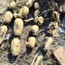 精品鄂莲藕6号一手货源质量保证诚信经营欢迎咨询
