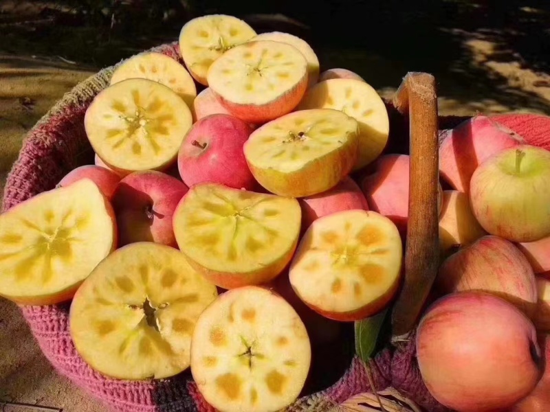 【阿克苏苹果】正宗新疆苹果冰糖心大小果都有按需求分拣打包
