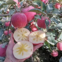 【阿克苏苹果】正宗新疆苹果冰糖心大小果都有按需求分拣打包