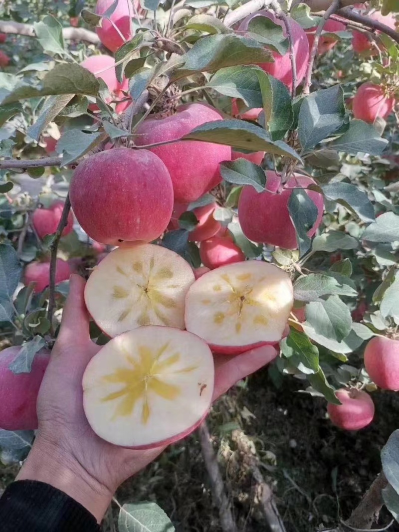 【阿克苏苹果】正宗新疆苹果冰糖心大小果都有按需求分拣打包